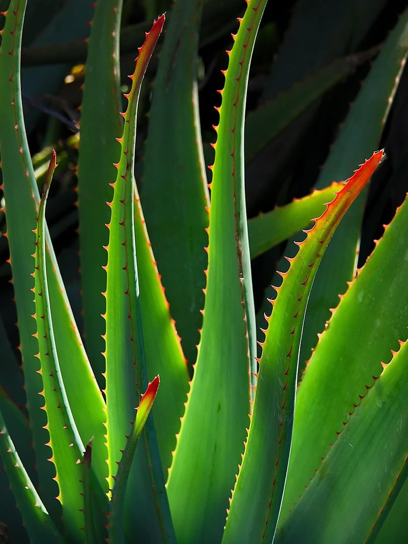 Succulent Plant